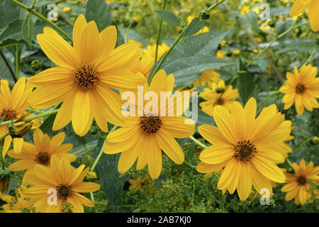 Blüten der Topinambur Stockfoto