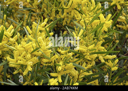 Blätter und Blüten von Sydney golden Wattle Stockfoto