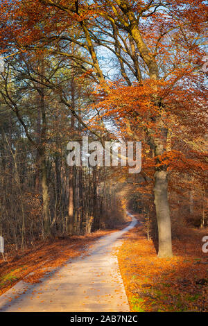 Radweg im Herbst Wald mit orangefarbenen Buche im Herbst Stockfoto