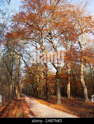 Radweg im Herbst Wald mit orangefarbenen Buche im Herbst Stockfoto