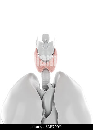 3D-gerenderte medizinisch exakte Darstellung der Schilddrüse Stockfoto