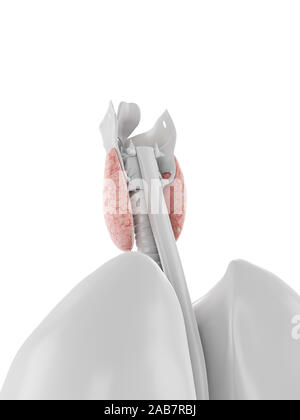 3D-gerenderte medizinisch exakte Darstellung der Schilddrüse Stockfoto