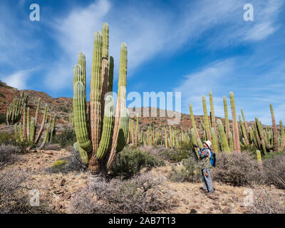 Die Sonoran Wüste in der Blüte im Frühjahr auf der Isla San Esteban, Baja California, Mexiko, Nordamerika Stockfoto