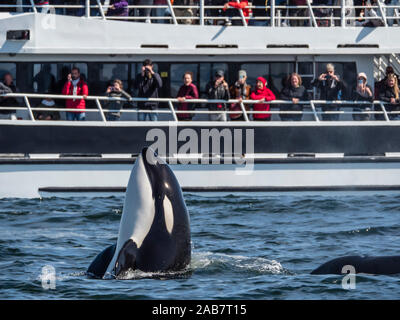 Vorübergehender Art Schwertwal (Orcinus orca), Spy- hopping in der Nähe von Boat in Monterey Bay National Marine Sanctuary, Kalifornien, Nordamerika Stockfoto