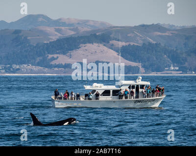 Vorübergehender Art Schwertwal (Orcinus orca), Tauchen in der Nähe von Boat in Monterey Bay National Marine Sanctuary, Kalifornien, Nordamerika Stockfoto