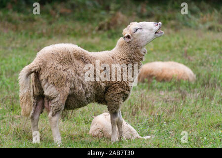 Schafe schreit. Porträt einer Schafe blöken. Auf einer Wiese mit grünem Gras. Herde von Schafen. Das ländliche Leben Konzept. Schafe grasen in der Natur. Stockfoto