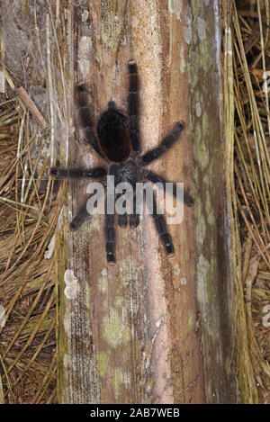 Peruanische Pink Toed Taranatula (Avicularia jurensis) in Ruhe auf Palm Tree Trunk, Manu Nationalpark, Peru, November Stockfoto