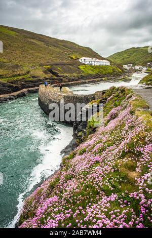 Blumen auf Boscastle Harbour im Frühling, Atlantikküste, Cornwall, England, Vereinigtes Königreich, Europa Stockfoto