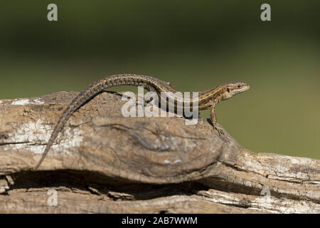 Gemeinsame Lizard (Zootoca Vivipara) Erwachsenen, Sonnenbaden auf den Log, Suffolk, England, UK, Juni Stockfoto