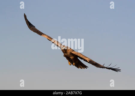 Tawny Eagle (Aquila rapax), Zimanga Private Game Reserve, KwaZulu-Natal, Südafrika, Afrika Stockfoto