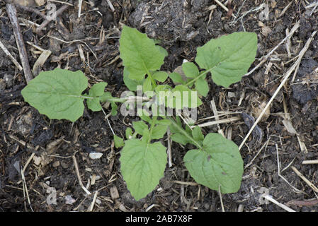 Common nipplewort Lapsana communis, Rosette, von Blättern in Abfall Boden wächst, kann Stockfoto