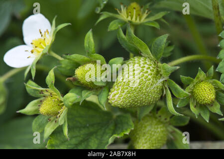 Grüne Unreife Erdbeeren und Blumen mit Früchten in verschiedenen Größen und Ausbaustufen unter Blätter Stockfoto