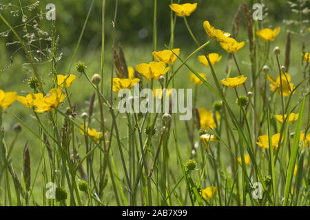 Leuchtend gelbe Blüten von Feld Ranunkeln, Ranunculus acris, mit anderen Wiese Blumen im Sommer, Berkshire Stockfoto