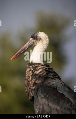 Woolly-necked Stork (Ciconia episcopus), Zimanga Private Game Reserve, KwaZulu-Natal, Südafrika, Afrika Stockfoto