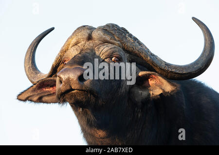 Kaffernbüffel (Syncerus Caffer), Zimanga Private Game Reserve, KwaZulu-Natal, Südafrika, Afrika Stockfoto