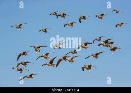 Burchell's sandgrouse (Pterocles burchelli) im Flug, Kgalagadi Transfrontier Park, Südafrika, Afrika Stockfoto