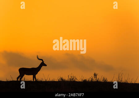 Impala (Aepyceros melampus) in der Abenddämmerung, Zimanga Game Reserve, KwaZulu-Natal, Südafrika, Afrika Stockfoto