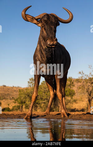 Gemeinsame Gnus (connochaetes Taurinus) am Wasser, Zimanga Game Reserve, KwaZulu-Natal, Südafrika, Afrika Stockfoto