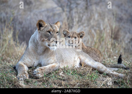 Löwin (Panthera leo) mit Cub, Zimanga Private Game Reserve, KwaZulu-Natal, Südafrika, Afrika Stockfoto