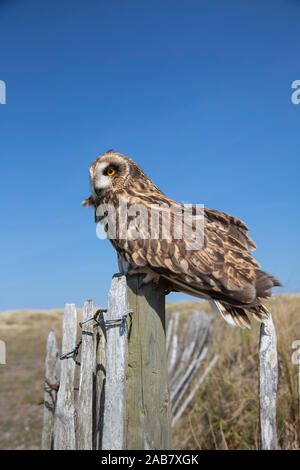 Sumpfohreule (Asio Flammeus) unverlierbaren, Holy Island, Northumberland, England, Vereinigtes Königreich, Europa Stockfoto