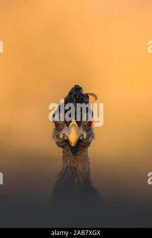 Crested guineafowl (Guttera pucherani), Zimanga Game Reserve, KwaZulu-Natal, Südafrika, Afrika Stockfoto