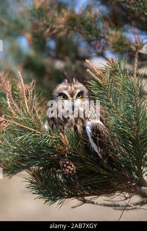 Sumpfohreule (Asio Flammeus) unverlierbaren, Holy Island, Northumberland, England, Vereinigtes Königreich, Europa Stockfoto