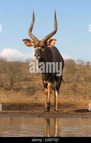 Nyala (Tragelaphus angasii) männlich an Wasser, Zimanga Private Game Reserve, KwaZulu-Natal, Südafrika, Afrika Stockfoto