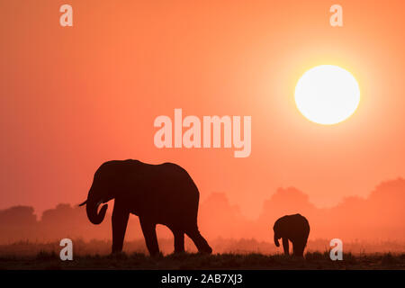 Afrikanische Elefanten (Loxodonta africana) bei Sonnenuntergang, Chobe National Park, Botswana, Afrika Stockfoto
