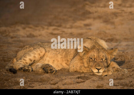 Löwe (Panthera leo) Cub schlafen, Zimanga Private Game Reserve, KwaZulu-Natal, Südafrika, Afrika Stockfoto