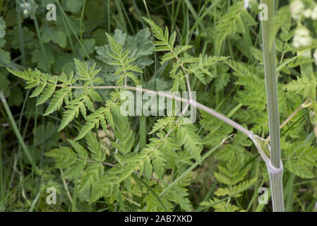 Kuh Petersilie, Anthriscus sylvestris, Laub, Grün, Farn, Blätter am Straßenrand steht, Berkshire, Mai Stockfoto
