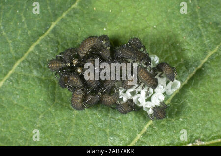 Neu Harlequin ladybird geschlüpft, Harmonia axyridis, noch Larven mit einem Floß der leeren ei Fälle, Juni Stockfoto