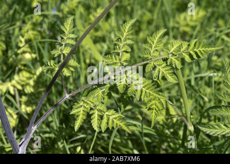 Kuh Petersilie, Anthriscus sylvestris, Blättern und Lila gewaschen, getönte Stiele auf junge Pflanzen, Berkshire, Mai Stockfoto