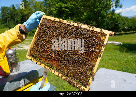 Krainer Honigbienen, Santa Giustina, Belluno, Italien, Europa Stockfoto