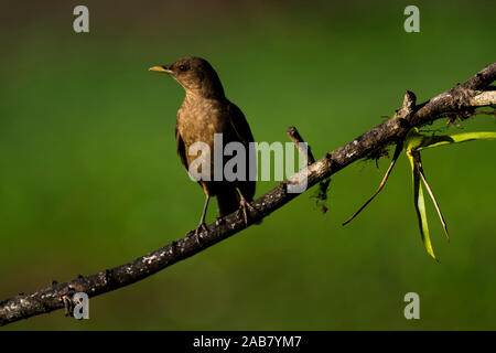 Lehm farbige Thrush (Turdus grayi), der Nationalvogel von Costa Rica, in Boca Tapada, Provinz Alajuela, Costa Rica, Mittelamerika gesehen Stockfoto