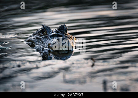 Spectacled Kaimane (Caiman crocodilus), Boca Tapada, Provinz Alajuela, Costa Rica, Mittelamerika Stockfoto