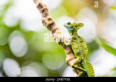 Grün gefiederten Basilisk Lizard (Basiliscus plumifrons), Boca Tapada, Provinz Alajuela, Costa Rica, Mittelamerika Stockfoto