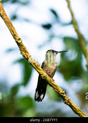 Schuppige-breasted Kolibri (Phaeochroa cuvierii), Boca Tapada, Provinz Alajuela, Costa Rica, Mittelamerika Stockfoto