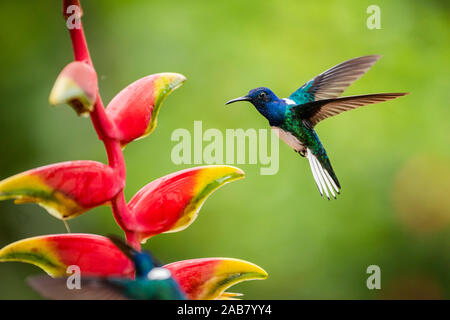 Weiß-necked Jakobiner (mellivora Florisuga) (Collared Hummingbird), Boca Tapada, Provinz Alajuela, Costa Rica, Mittelamerika Stockfoto