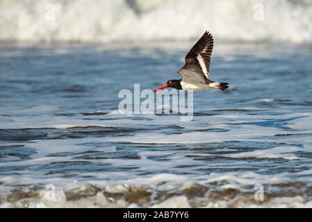 Amerikanische Austernfischer (Haematopus palliatus), Playa Arco Strand, Uvita, Marino Ballena Nationalpark, Pazifikküste Costa Rica, Mittelamerika Stockfoto