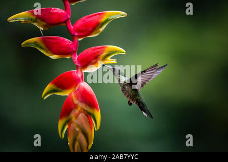 Weiß-necked Jakobiner (mellivora Florisuga) (Collared Hummingbird), Boca Tapada, Provinz Alajuela, Costa Rica, Mittelamerika Stockfoto