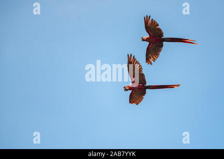 Paar hellrote Ara (Ara Macao), Tarcoles Fluss, Carara Nationalpark, Provinz Puntarenas, Costa Rica, Mittelamerika Stockfoto