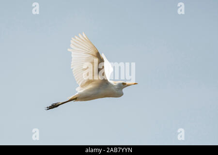 Silberreiher (Ardea alba aka Gemeinsame Reiher oder große Reiher), Tarcoles Fluss, Carara Nationalpark, Costa Rica, Mittelamerika Stockfoto