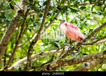 Rosalöffler (Platalea ajaja), Tarcoles Fluss, Carara Nationalpark, Provinz Puntarenas, Costa Rica, Mittelamerika Stockfoto