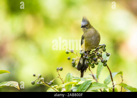 Long-tailed seidig-Fliegenfänger (Ptiliogonys caudatus), San Gerardo de Dota, Provinz San José, Costa Rica, Mittelamerika Stockfoto
