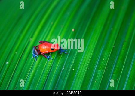 Strawberry poison-dart Frog (Oophaga pumilio), Nationalpark Tortuguero, Provinz Limon, Costa Rica, Mittelamerika Stockfoto