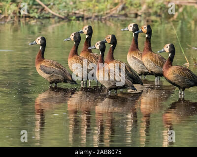 Eine Herde von Weiß-Pfeifen konfrontiert Enten (Dendrocygna viduata), Sambesi, Mosi-oa-Tunya National Park, Sambia, Afrika Stockfoto