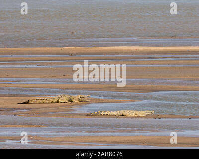 Nach Nil Krokodile (Crocodylus niloticus) Aalen in der Sonne im South Luangwa National Park, Sambia, Afrika Stockfoto