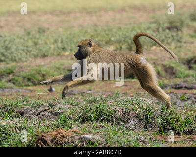 Ein erwachsener Yellow baboon (Papio cynocephalus) sprang im South Luangwa National Park, Sambia, Afrika Stockfoto