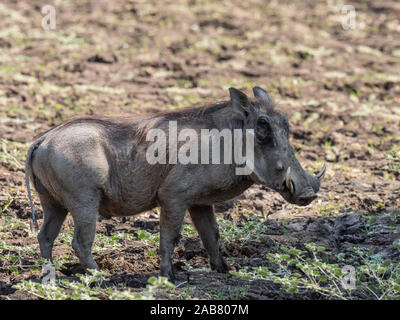 Ein erwachsenes Männchen Warzenschwein (Phacochoerus africanus), South Luangwa National Park, Sambia, Afrika Stockfoto