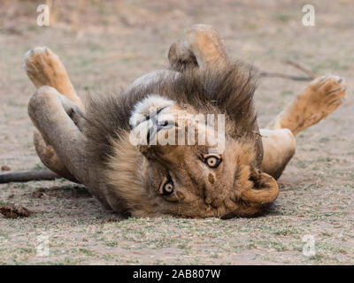 Ein erwachsener männlicher Löwe (Panthera leo), South Luangwa National Park, Sambia, Afrika Stockfoto